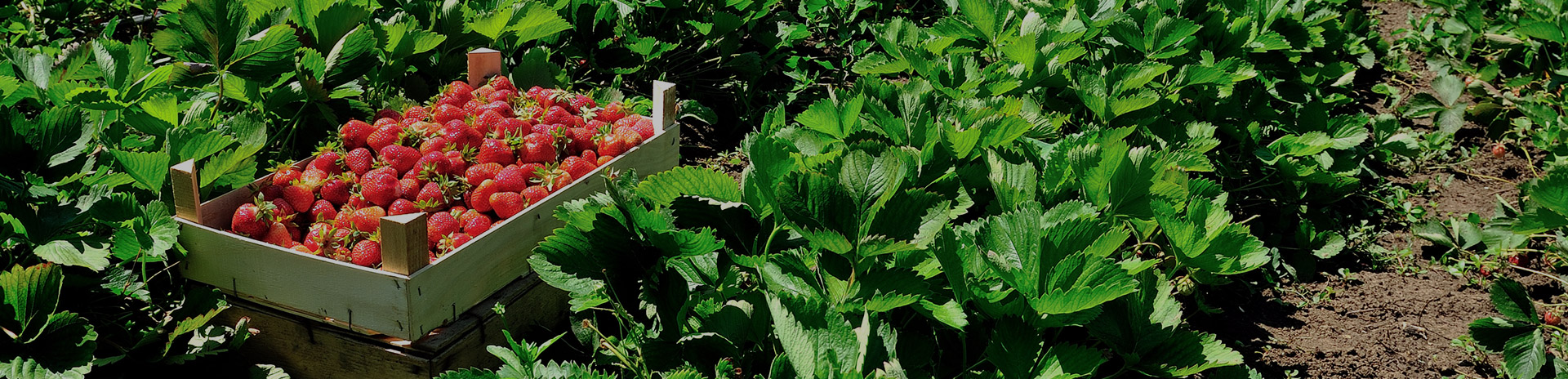 Freeze Dried Meyvelerin 3 Muhteşem Faydası